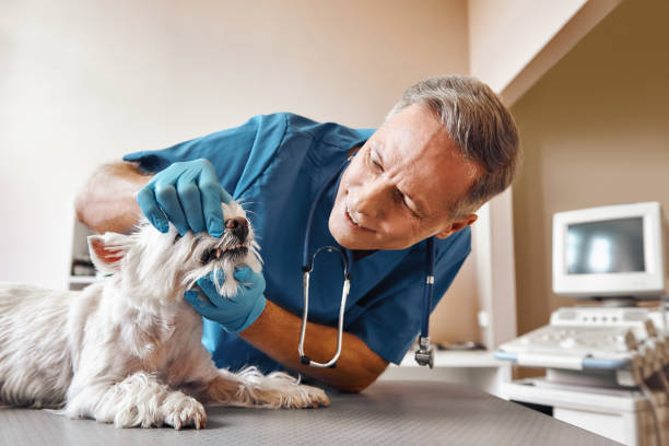 Best Mobile Emergency Dentist in Penn Farms, PA